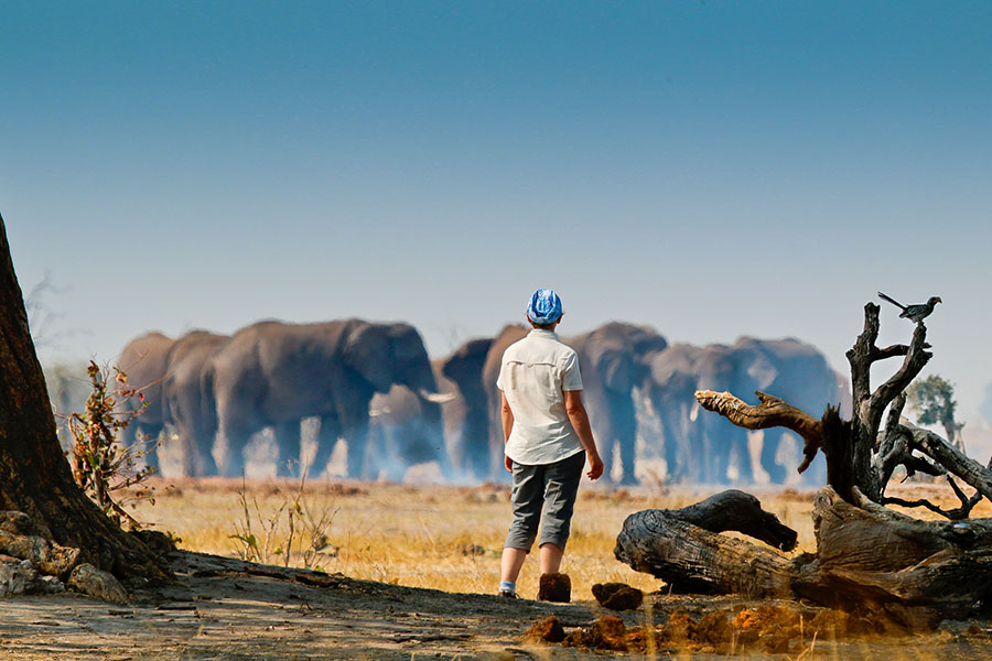 Observation des éléphants à Savuti