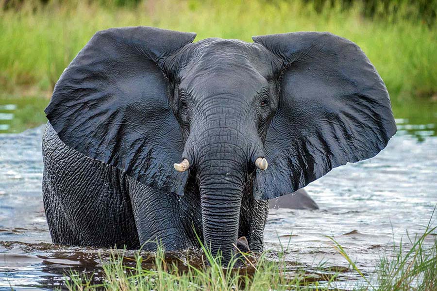 éléphant dans l'Okavango