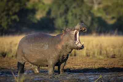 Hippopotame sur le rivière Chobe