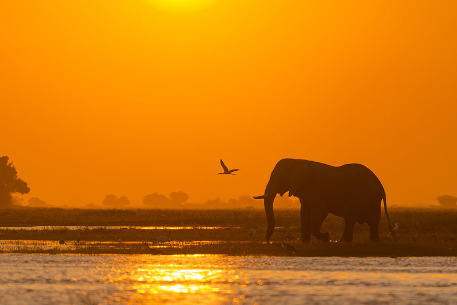 Elephant sur la rivière Chobe au Botswana