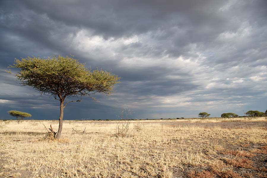 Desert du Kalahari au Botswana