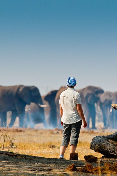 Observation des éléphants à Savuti